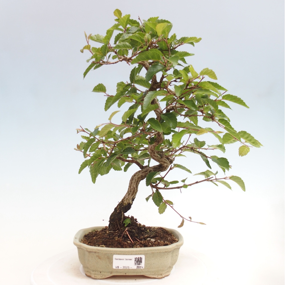 Bonsai für draußen -Carpinus CARPINOIDES - Koreanische Hainbuche