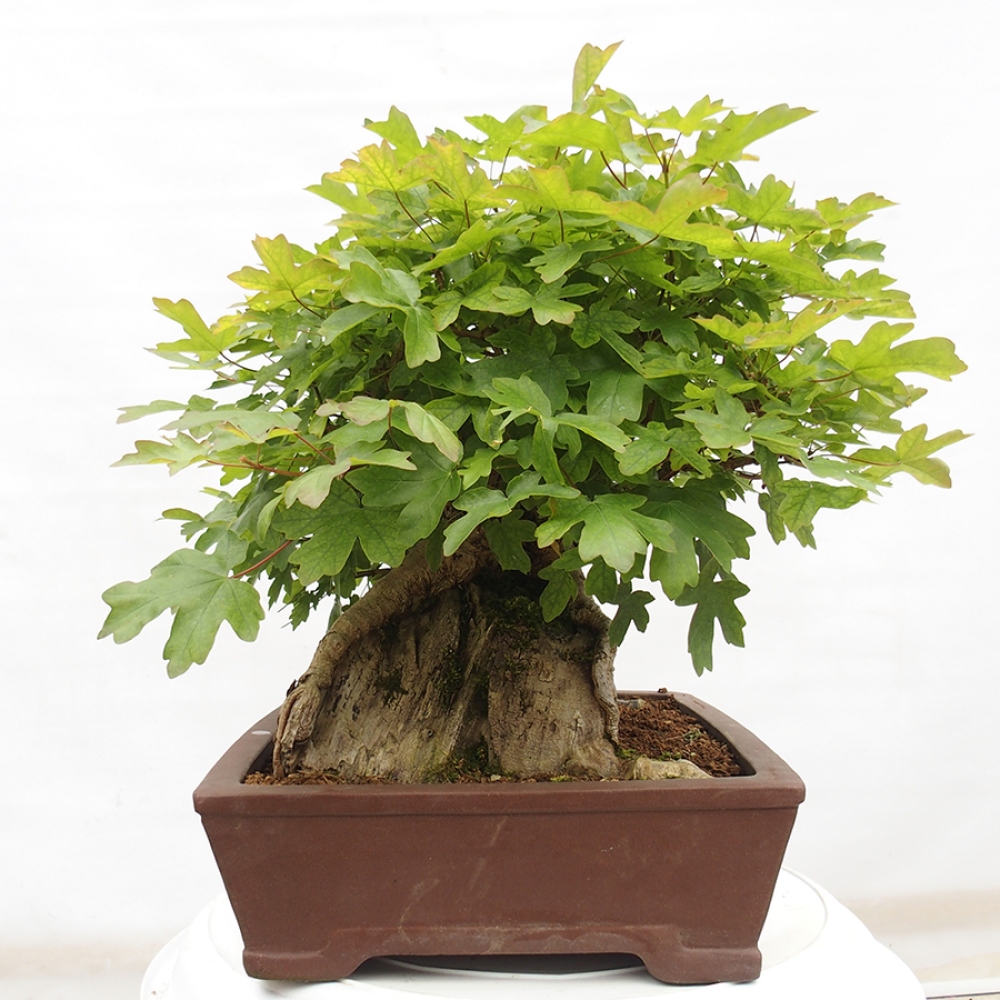Bonsai für draußen -Javor babyka - Acer campestre