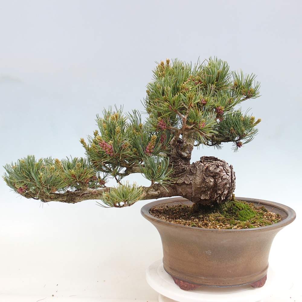 Bonsai für draußen - Pinus parviflora - Pinus parviflora
