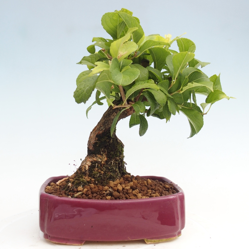 Bonsai für draußen - Celastrus orbiculatus