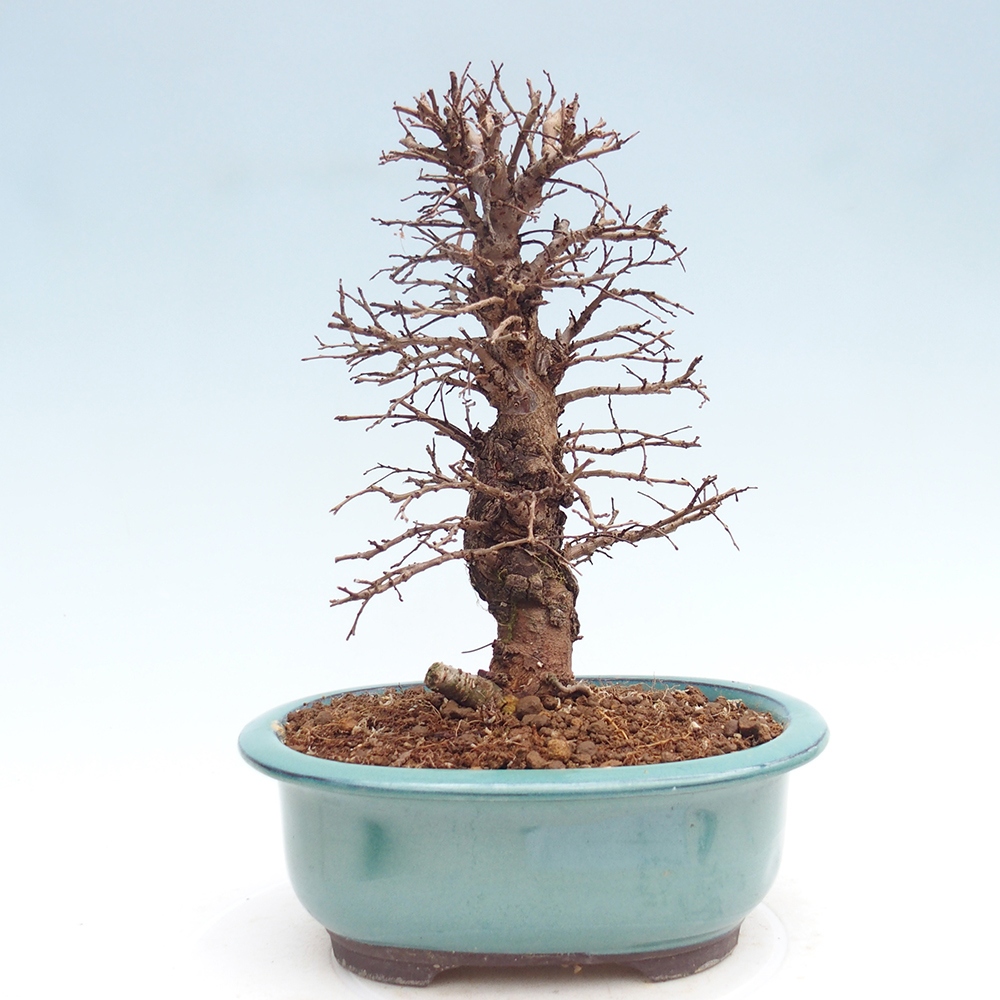Bonsai für draußen - Zelkova - Zelkova NIRE