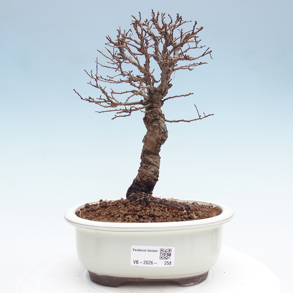 Bonsai für draußen - Zelkova - Zelkova NIRE