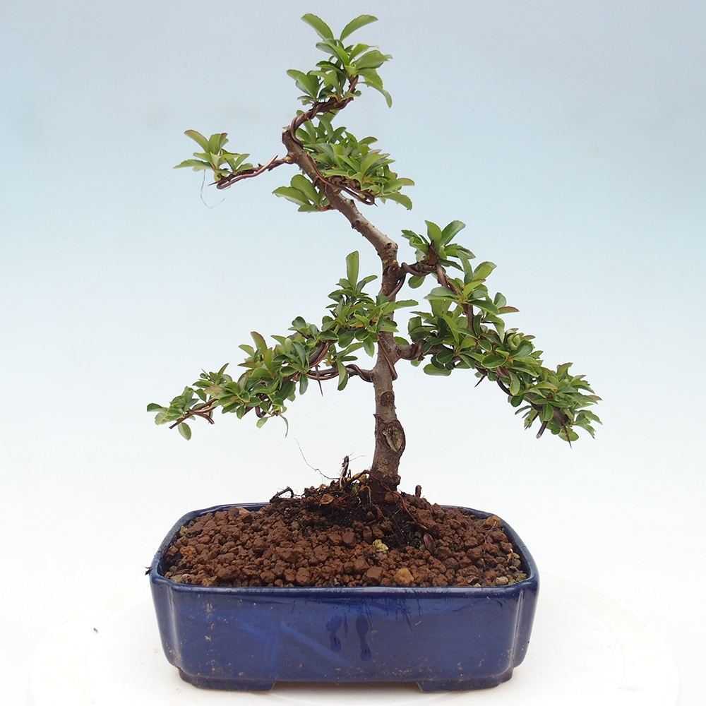 Freiland-Bonsai-Pyracantha Teton -Hlox