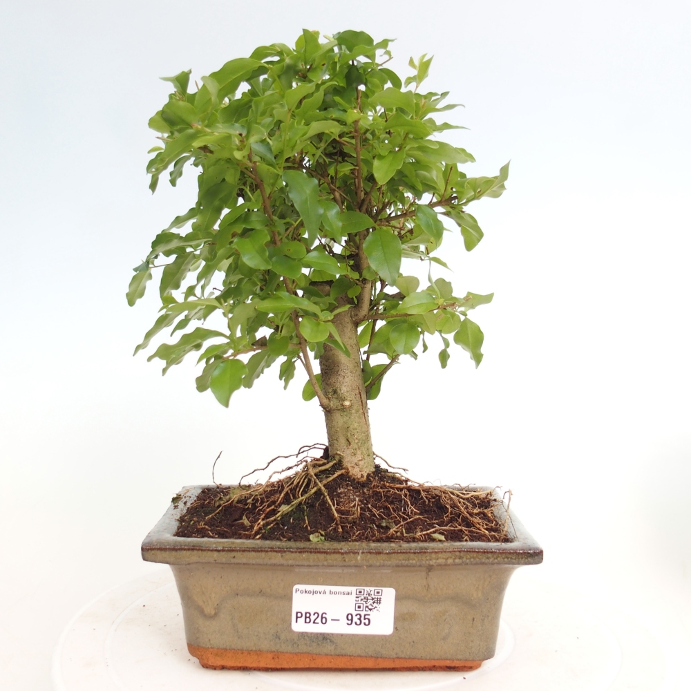Zimmer Bonsai -Ligustrum chinensis - Vogelschnabel
