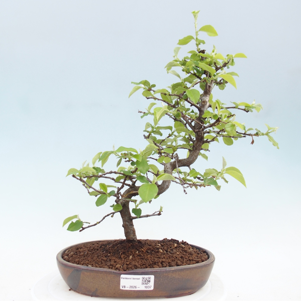 Bonsai für draußen - Chaneomeles chinensis