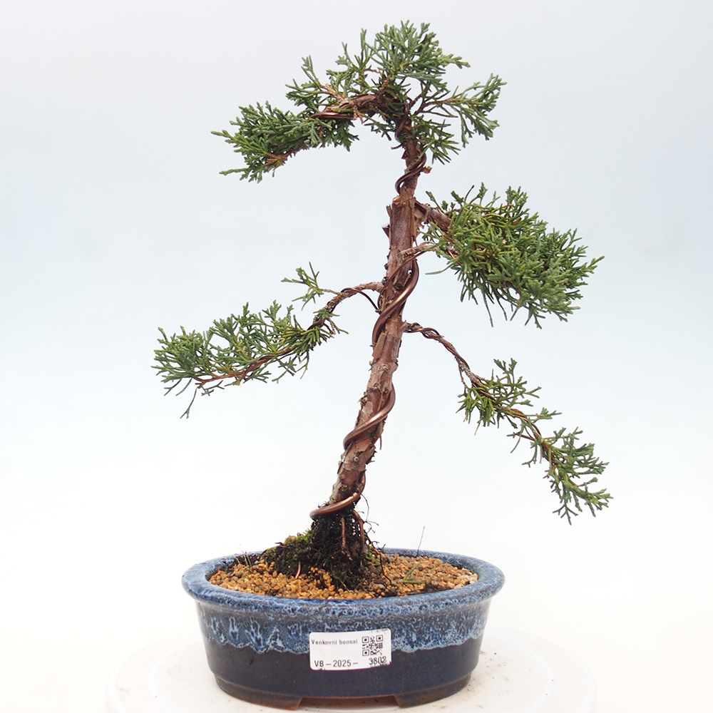 Bonsai für draußen - Juniperus chinensis Kishu