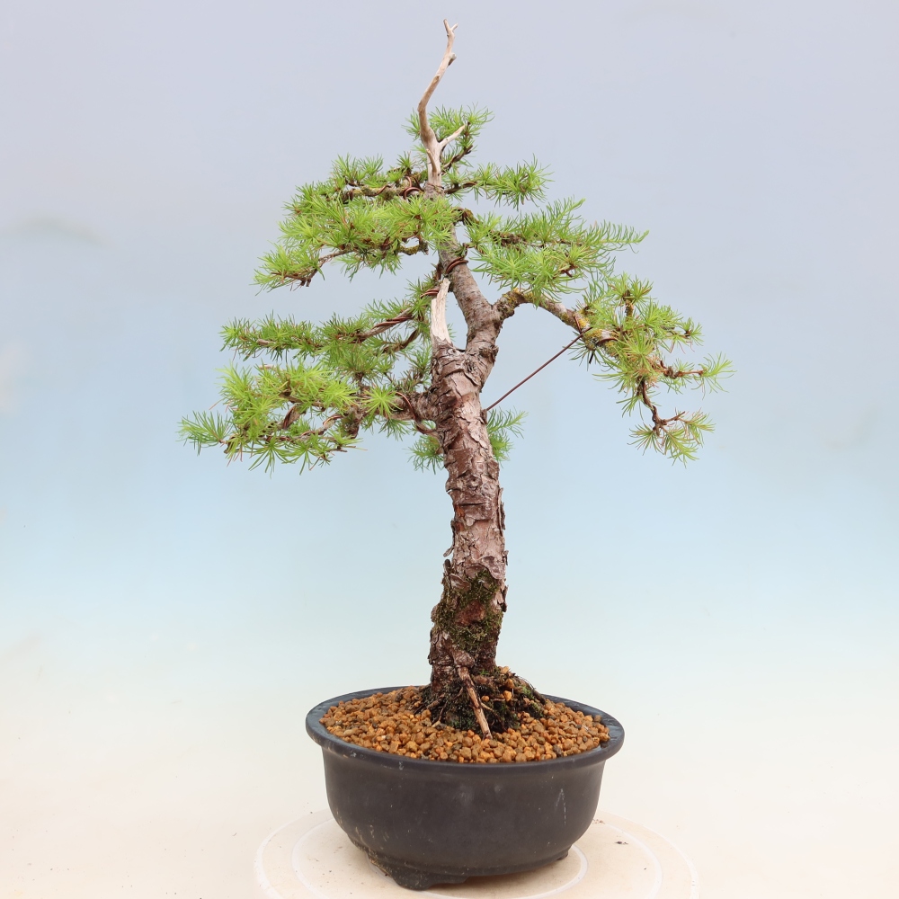 Bonsai für draußen -Larix decidua - Lärche
