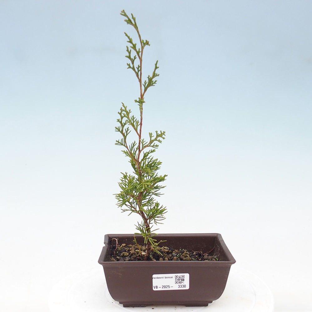Bonsai für draußen - Juniperus chinensis Itoigawa