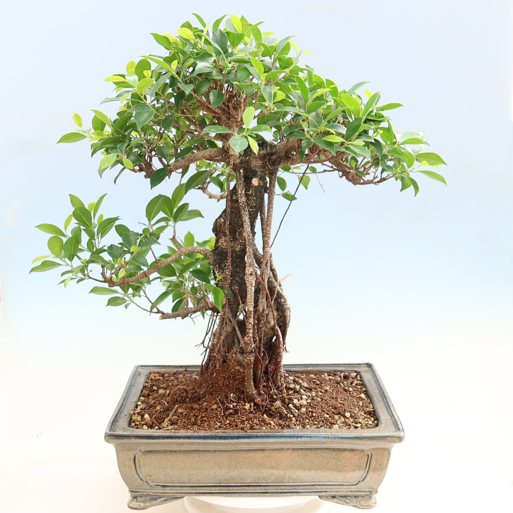 Zimmerbonsai - Ficus kimmen - Kleinblättriger Ficus