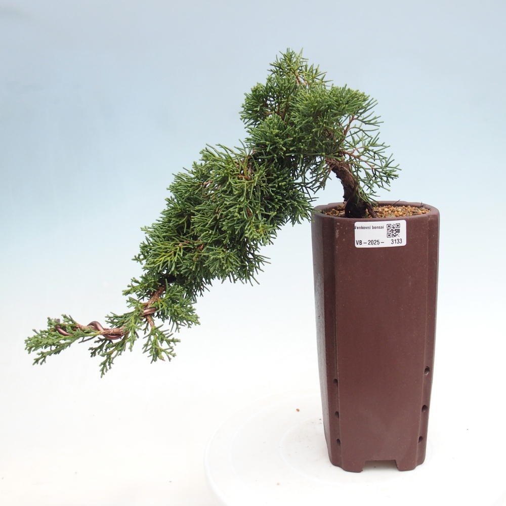 Bonsai für draußen - Juniperus chinensis Kishu