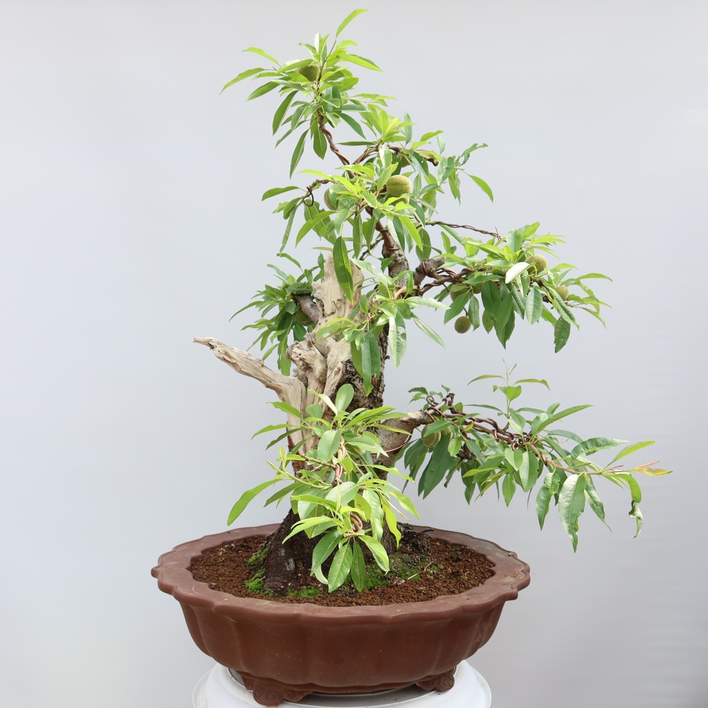 Bonsai im Freien – Prunus dulcis – Gewöhnlicher Mandelbaum