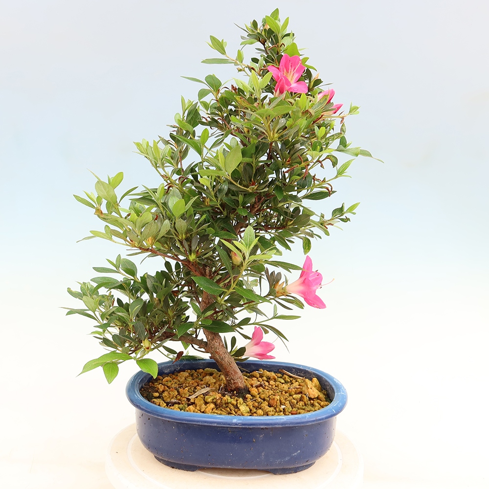 Bonsai für draußen - Japanische Azalee - Azalee Yoko