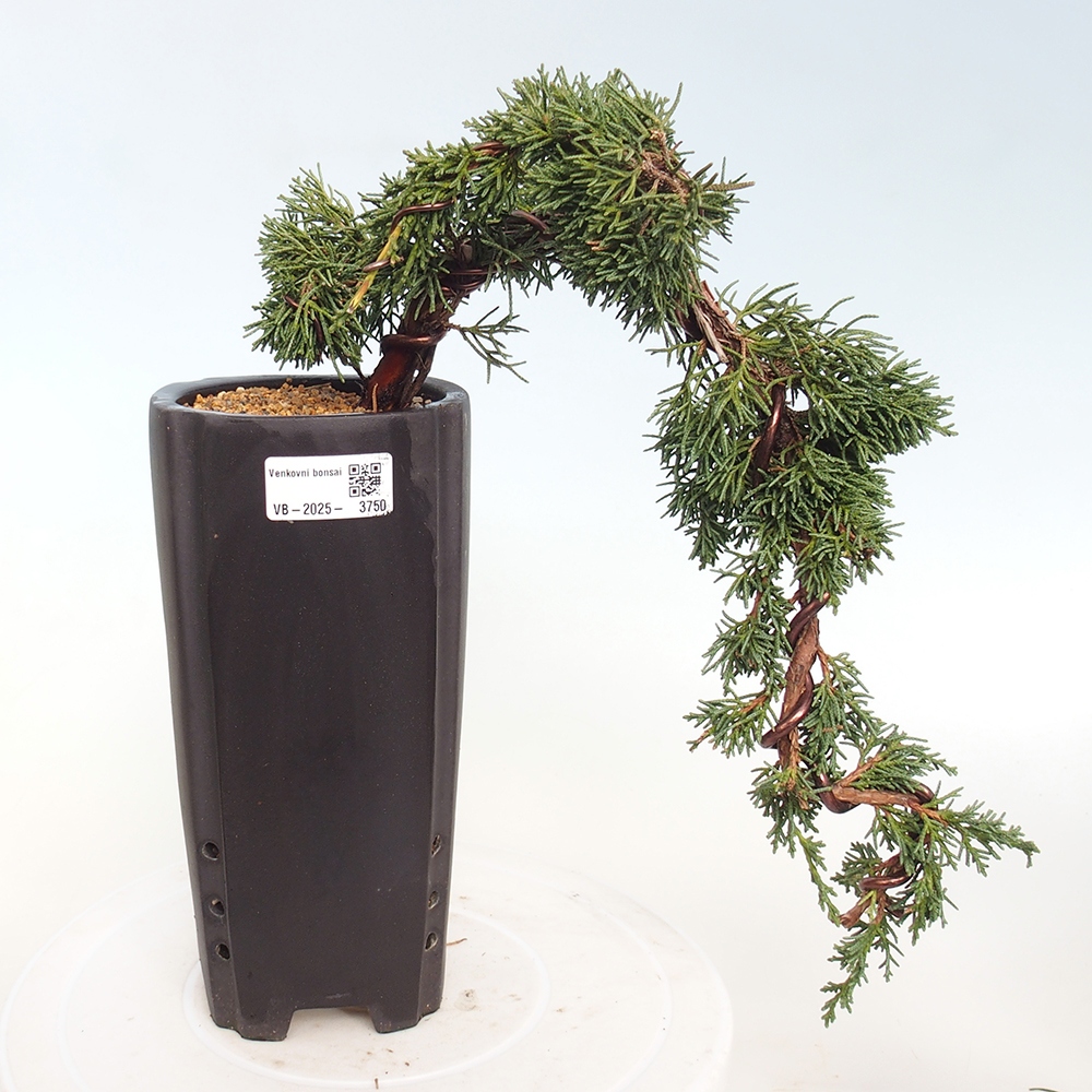Bonsai für draußen - Juniperus chinensis Kishu