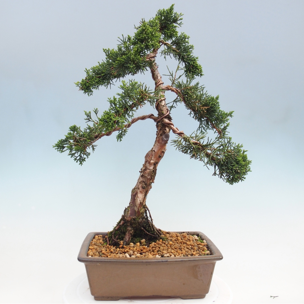 Bonsai für draußen - Juniperus chinensis Kishu