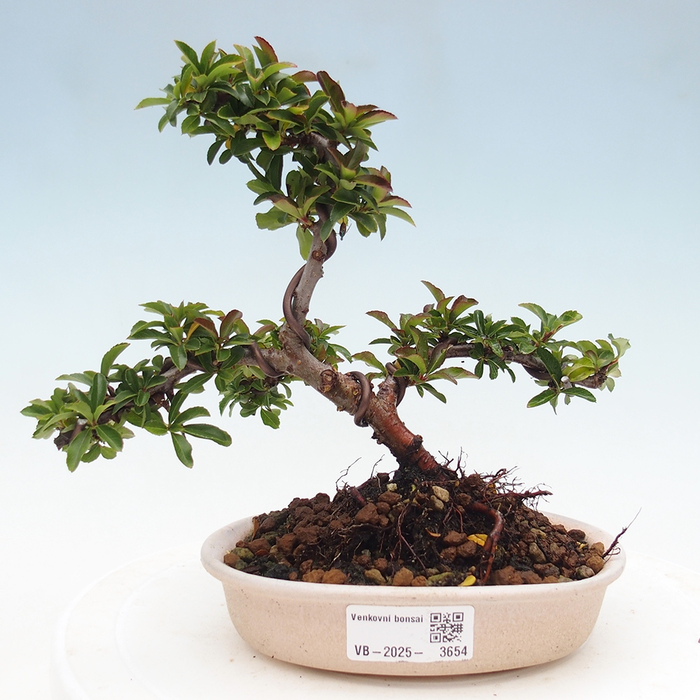 Freiland-Bonsai-Pyracantha Teton -Hlox