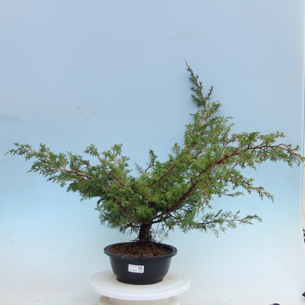Bonsai für den Außenbereich – Juniperus chinensis Itoigawa – Chinesischer Wacholder