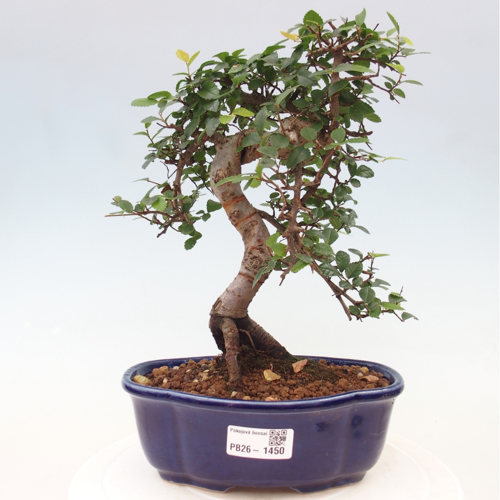 Zimmerbonsai - Ulmus parvifolia - Kleinblättrige Ulme