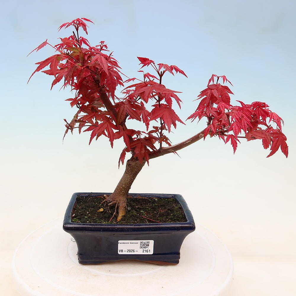Bonsai für draußen - Acer palmatum DESHOJO