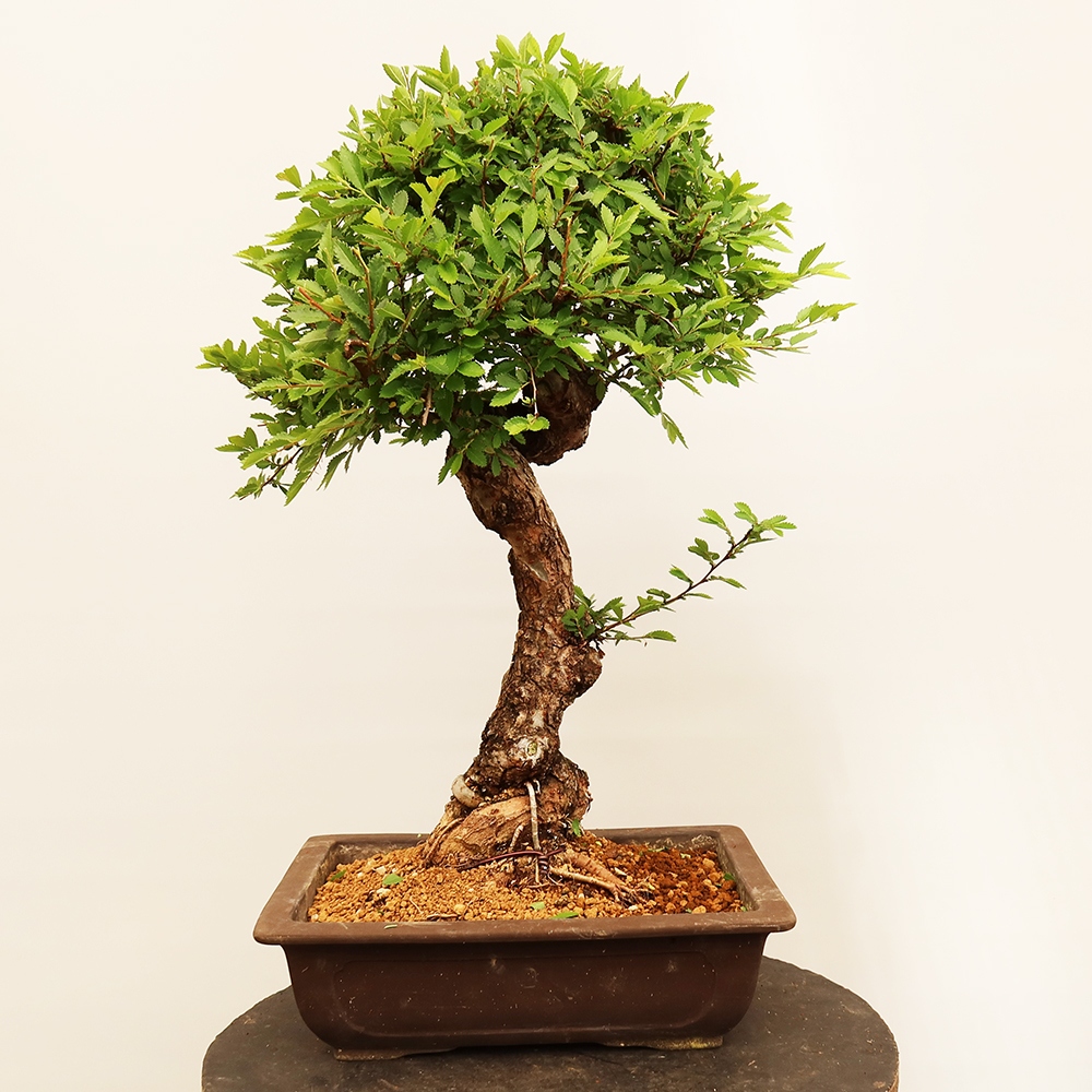 Bonsai für draußen - Zelkova - Zelkova NIRE