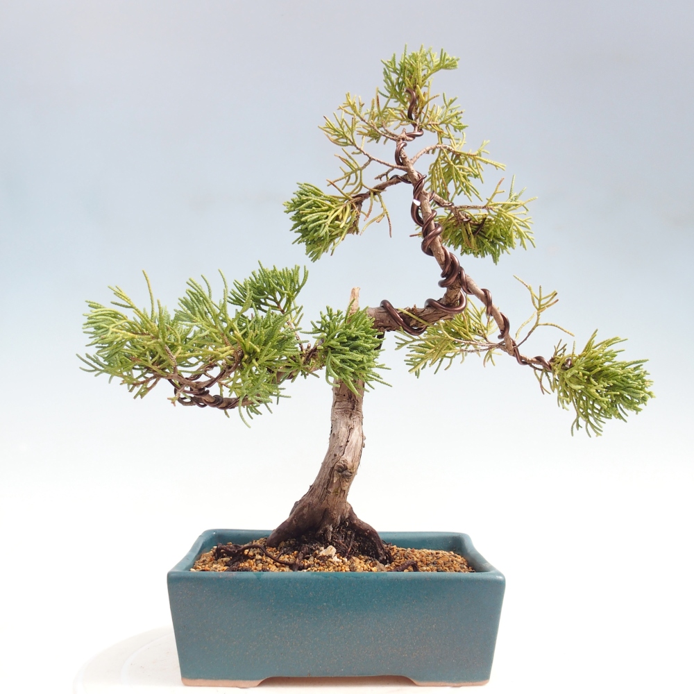 Bonsai für draußen - Juniperus chinensis Kishu