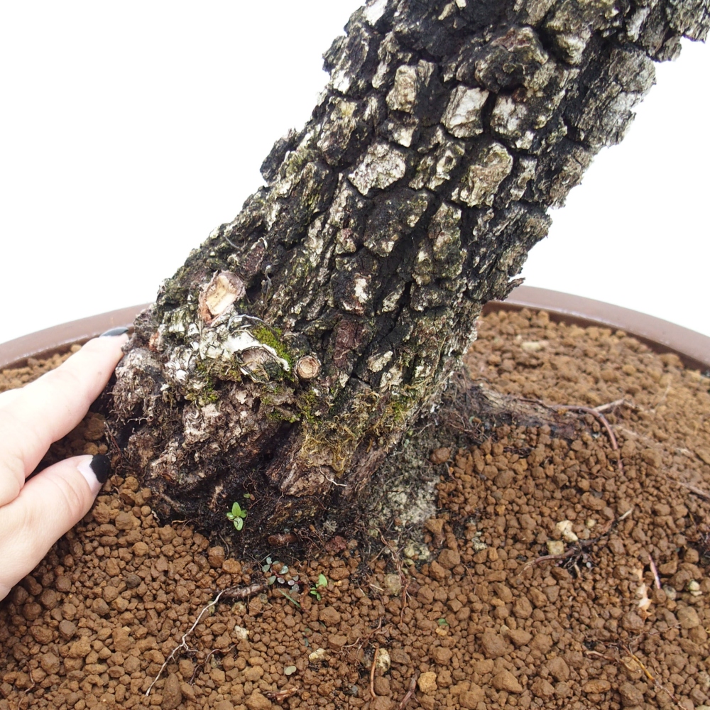 Yamadori - Quercus Ilex - Eichenstechpalme