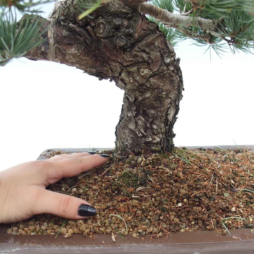 Bonsai für draußen - Pinus parviflora - Pinus parviflora