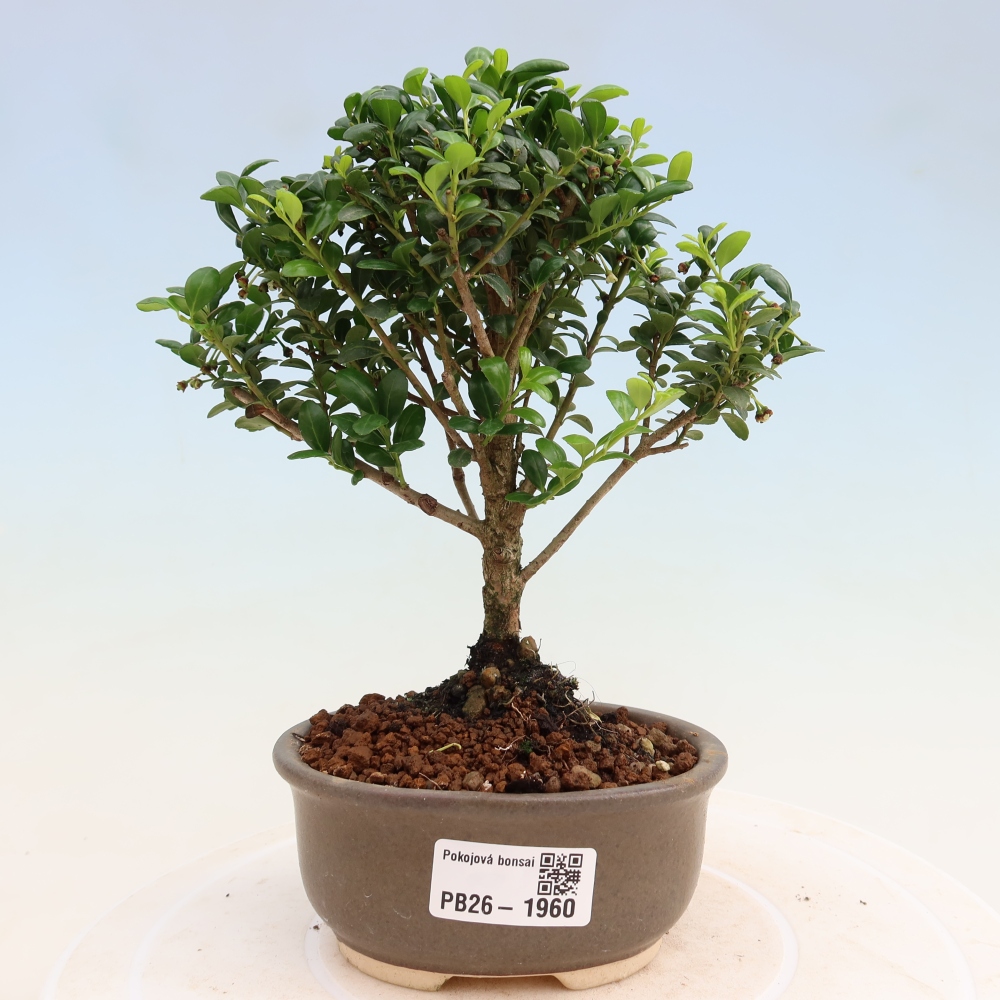 Zimmer Bonsai - Ilex crenata - Stechpalme