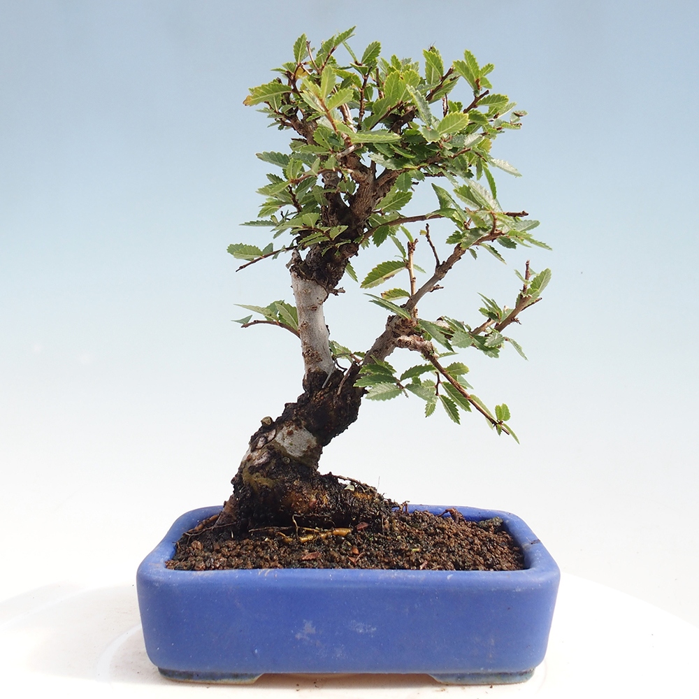 Bonsai für draußen - Zelkova - Zelkova NIRE