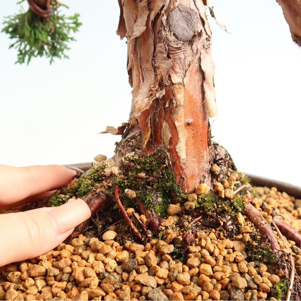 Bonsai für draußen - Juniperus chinensis Kishu