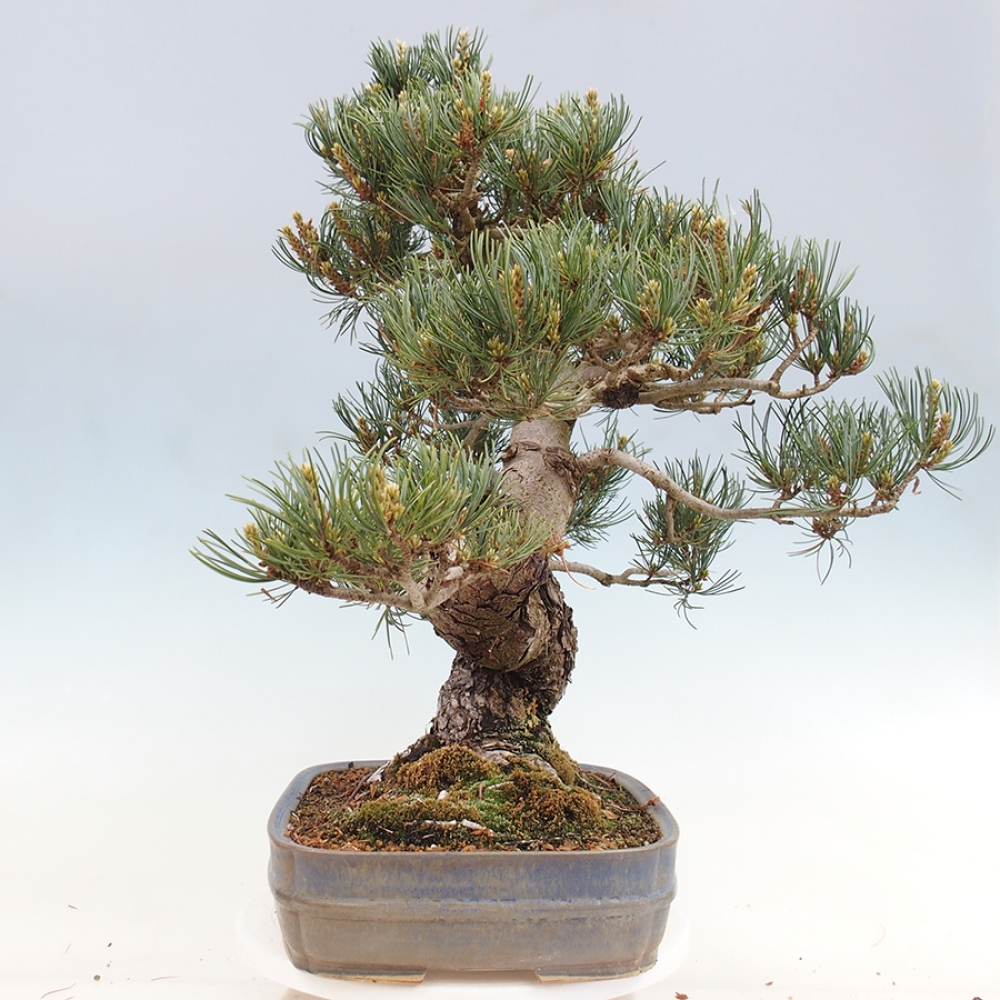Bonsai für draußen - Pinus parviflora - Pinus parviflora