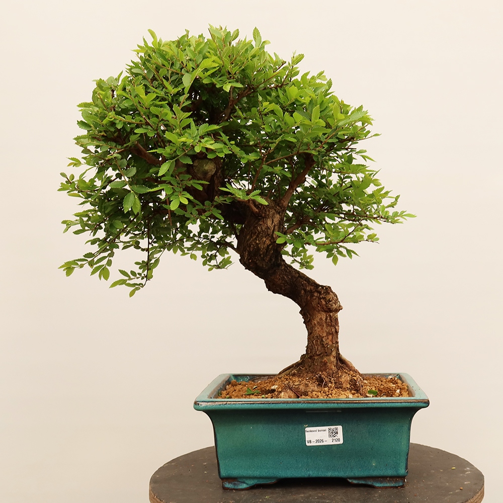 Bonsai für draußen - Zelkova - Zelkova NIRE