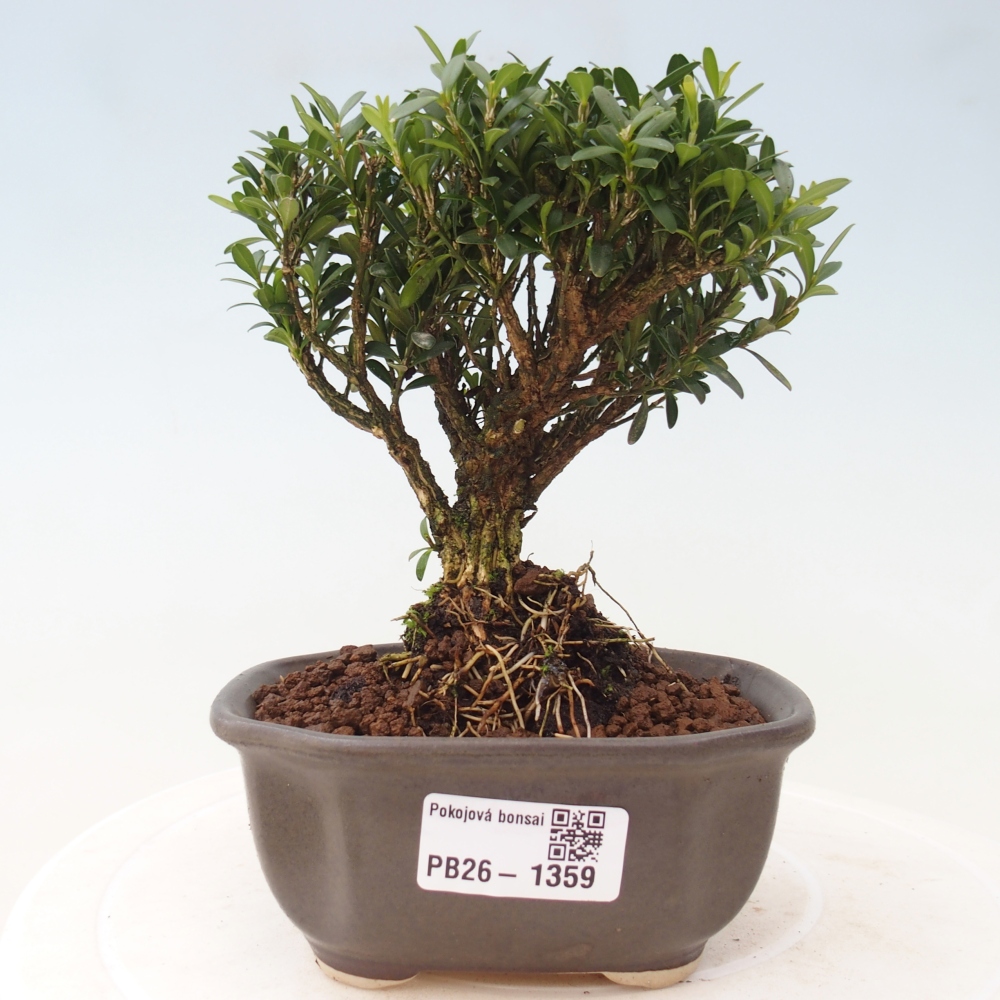Zimmer Bonsai - Buxus harlandii - Korkbuxus