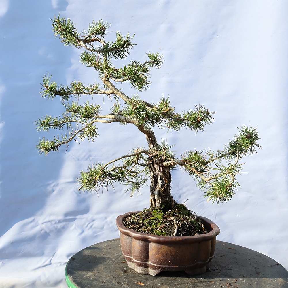 Pinus sylvestris Spanien – Waldkiefer