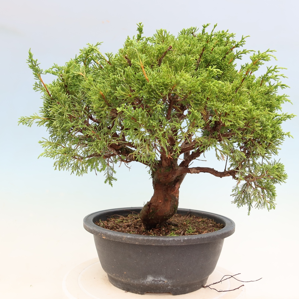 Bonsai für draußen - Juniperus chinensis Itoigawa-Juniperus chinensis