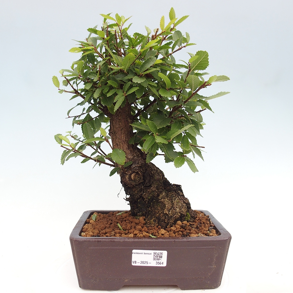 Bonsai für draußen - Zelkova - Zelkova NIRE
