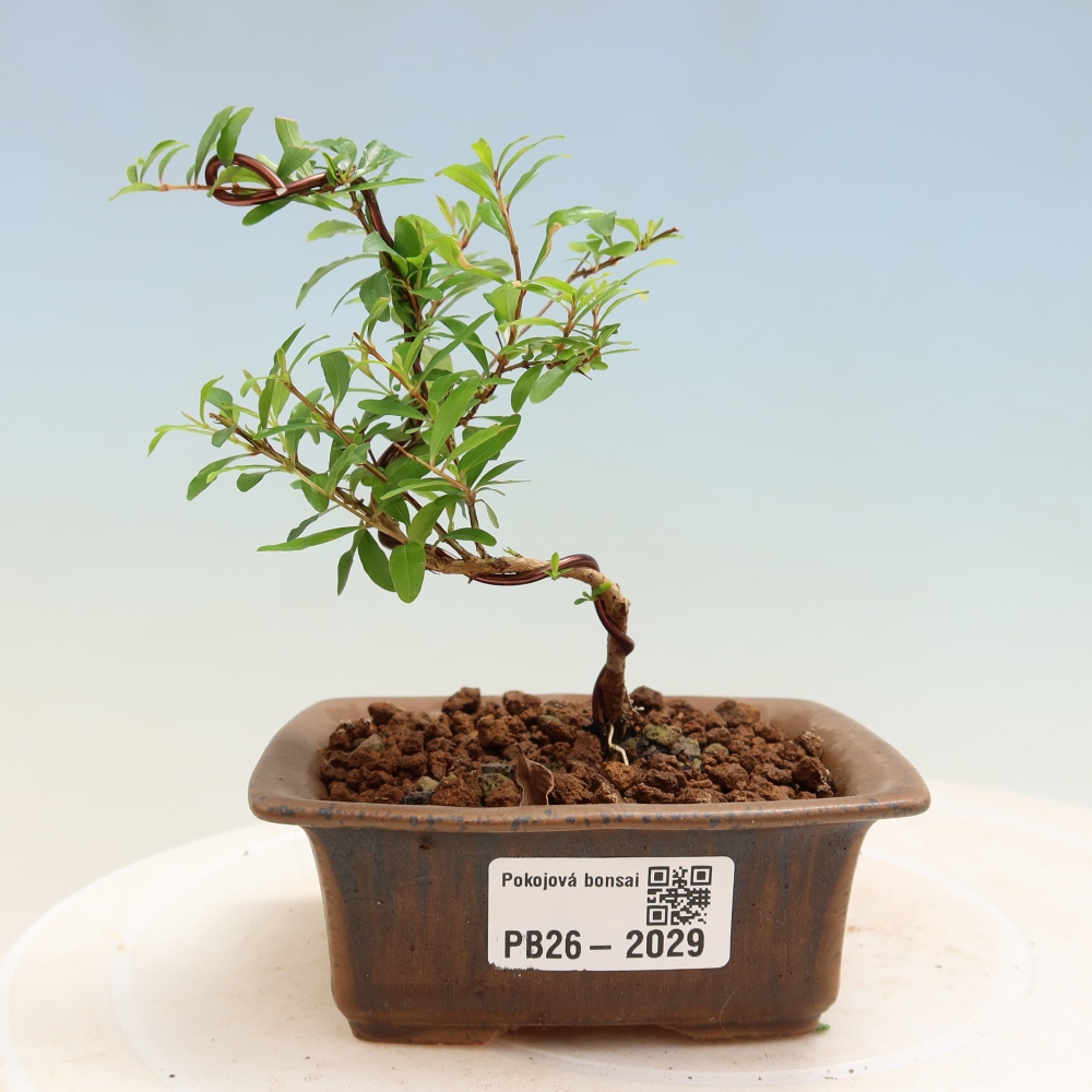 Zimmer-Bonsai-PUNICA granatum nana-Apfel-Granatapfel