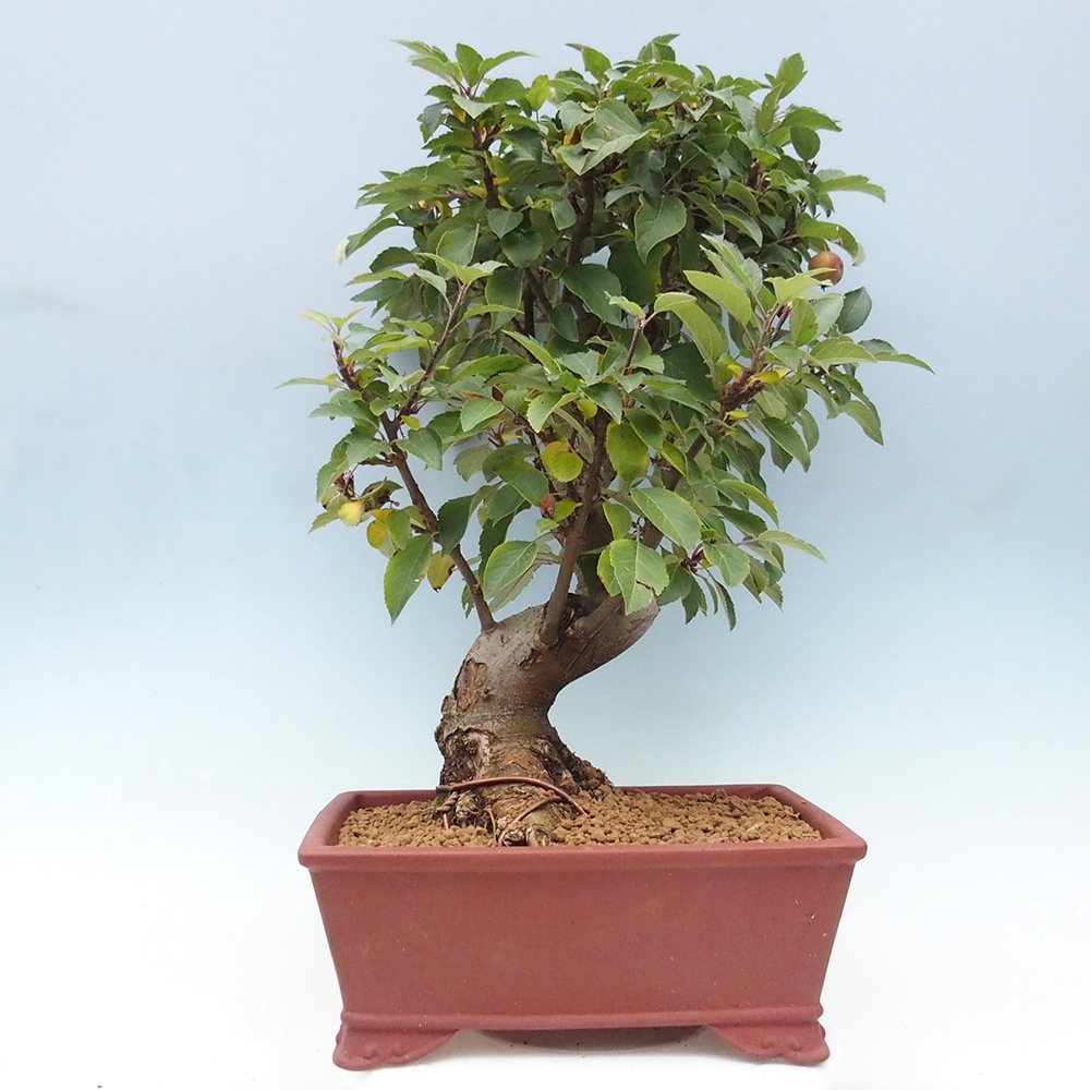 Outdoor-Bonsai -Malus halliana - Kleinfrüchtiger Apfelbaum