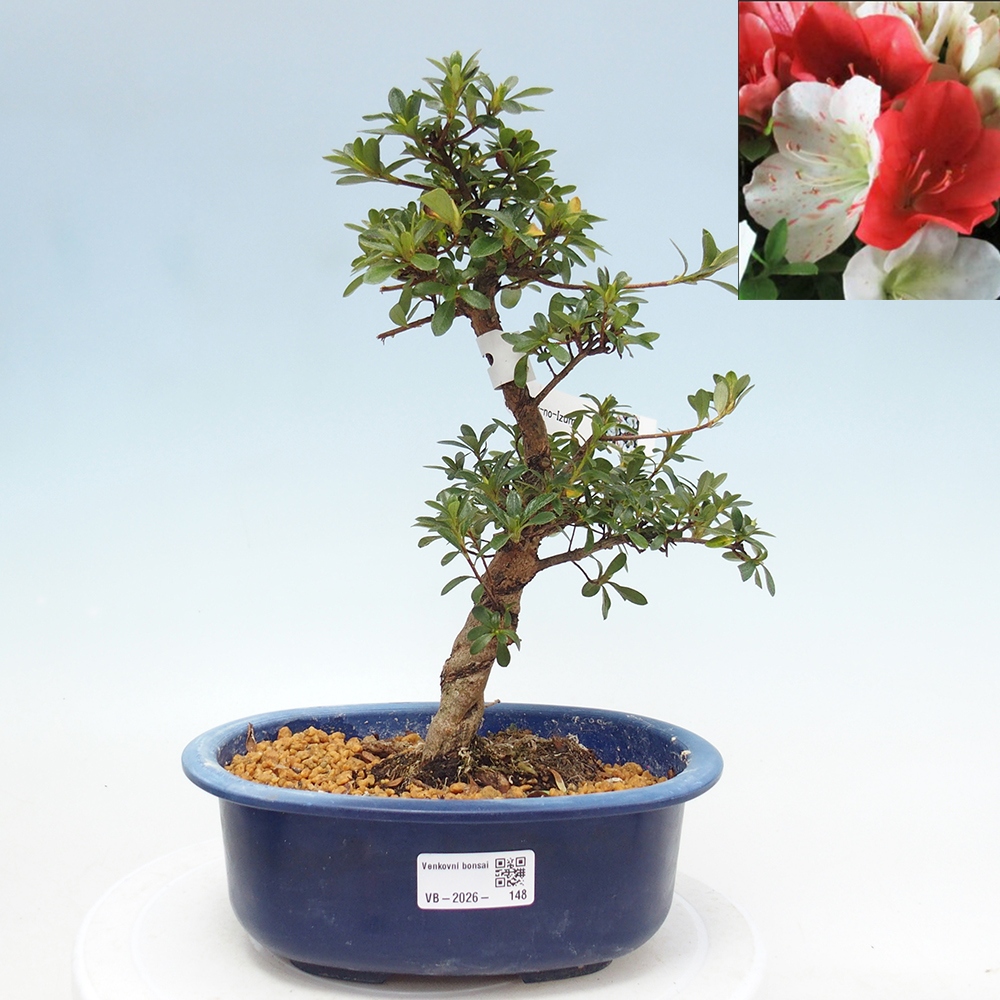Bonsai für draußen - Japanische Azalee - Azalee Asahi-no-izumi
