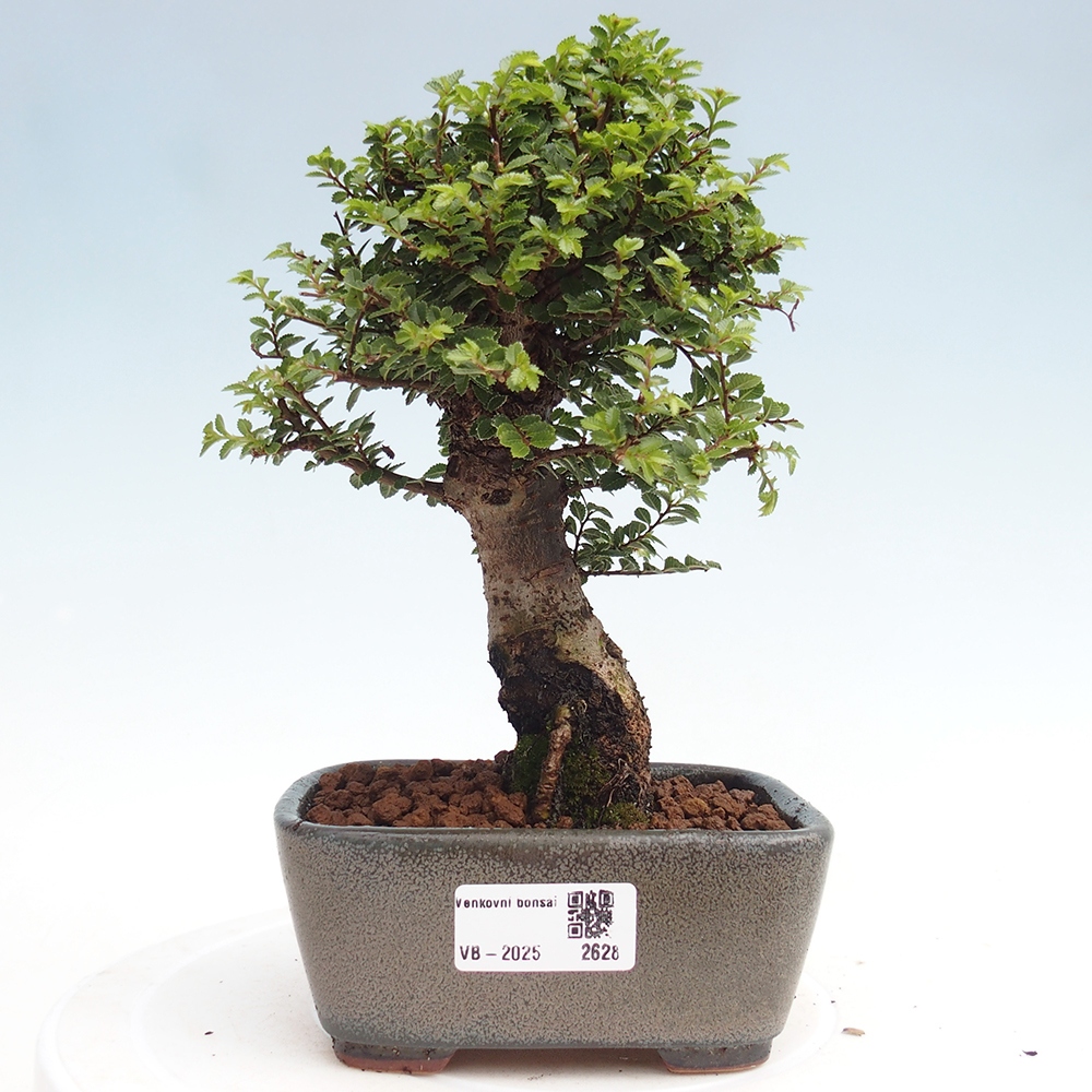 Bonsai für draußen - Ulmus parvifolia Hokkaido - Chinesische Ulme