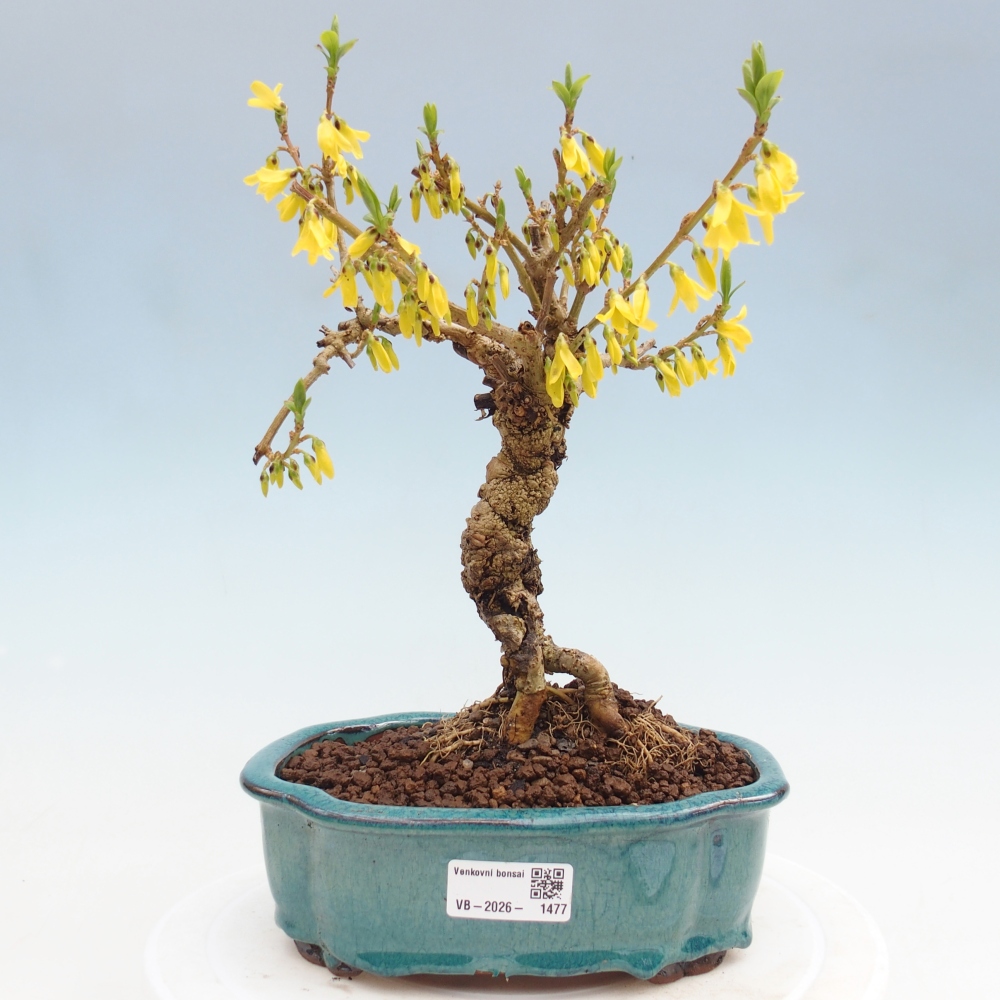Bonsai für draußen - Zlatice - Forsythia koreana