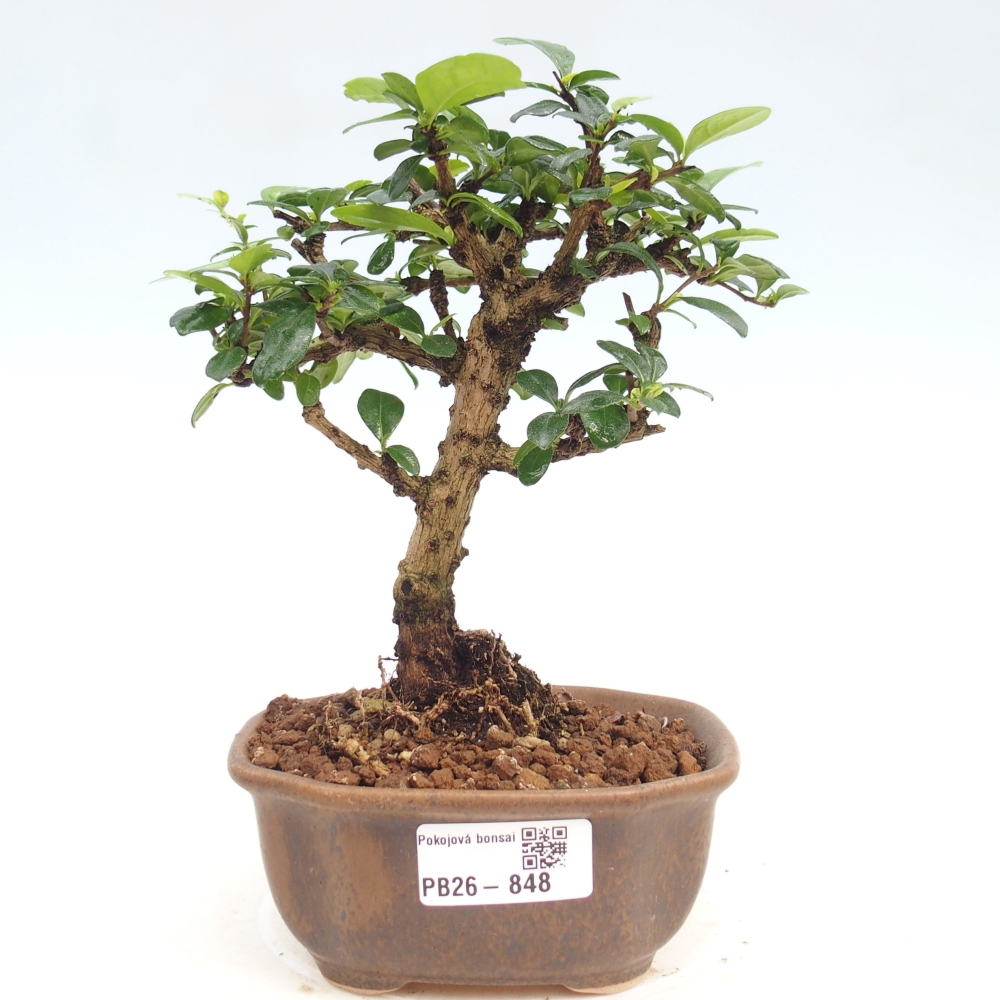 Zimmer-Bonsai - Carmona macrophylla - Tee-Fuki