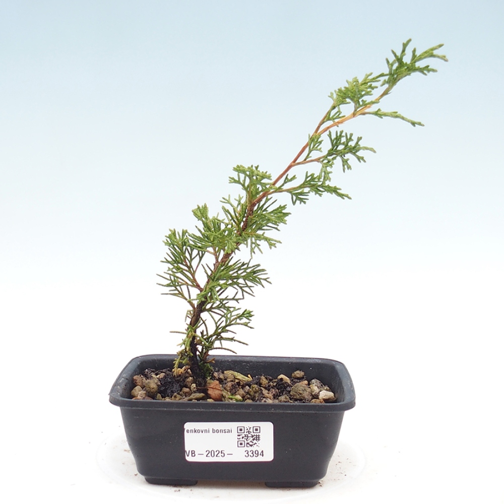 Bonsai für draußen - Juniperus chinensis Itoigawa