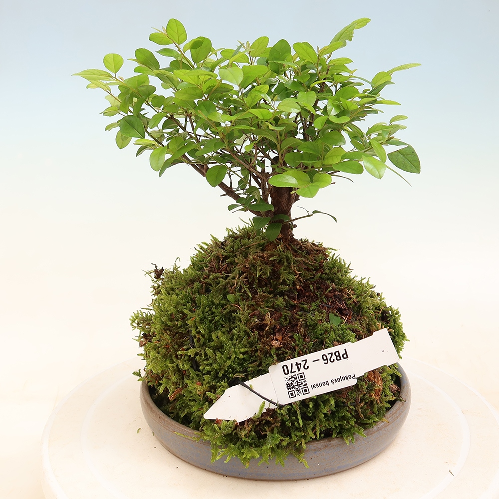 Kokedama mit Untersetzer – Sagerécie thea – Sagerécie thea