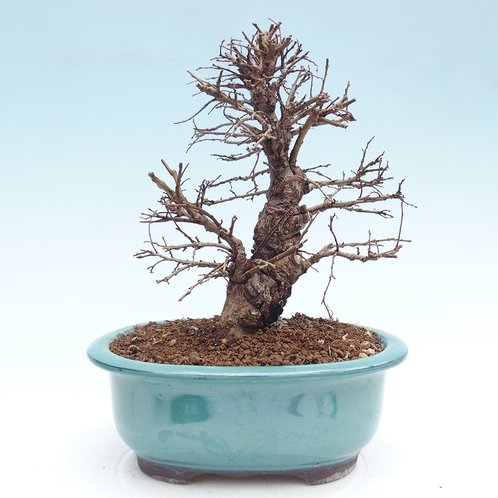 Bonsai für draußen - Zelkova - Zelkova NIRE