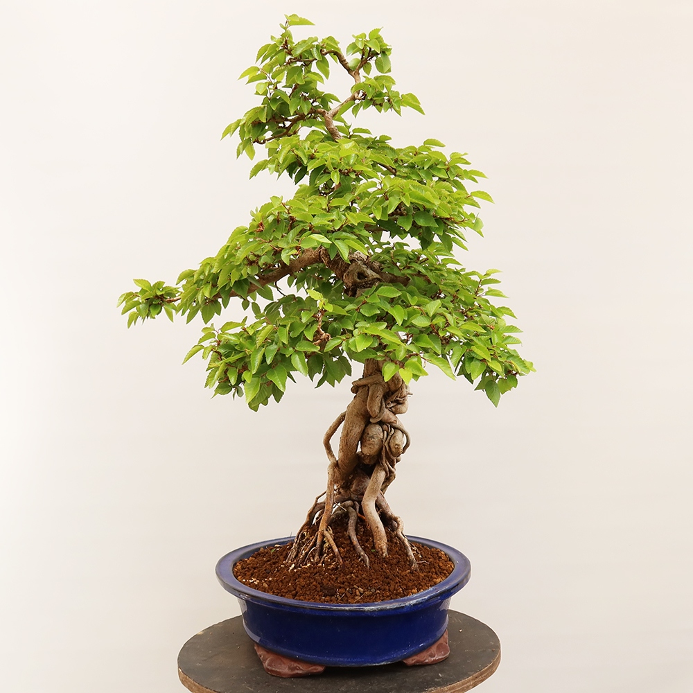 Bonsai für draußen - Karpinus Coreana - Koreanische Hainbuche