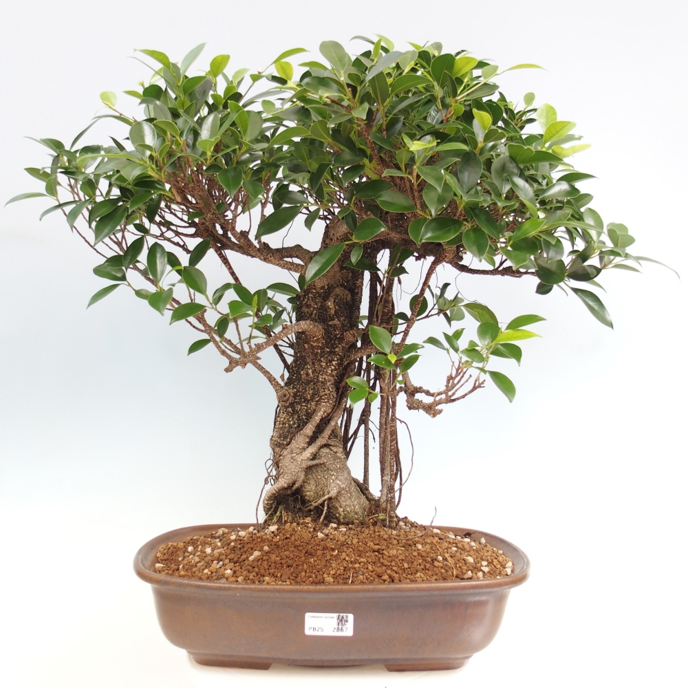 Zimmerbonsai - Ficus kimmen - kleinblättriger Ficus - NUR PERSÖNLICHE ABHOLUNG oder Palettentransport