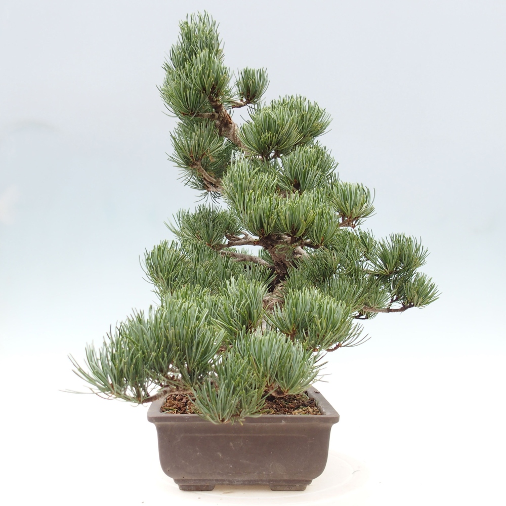 Bonsai für draußen - Pinus parviflora - Pinus parviflora