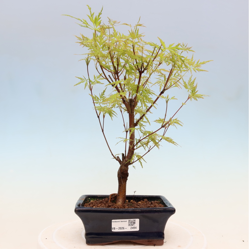 Bonsai für draußen - Acer palmatum Dissectum