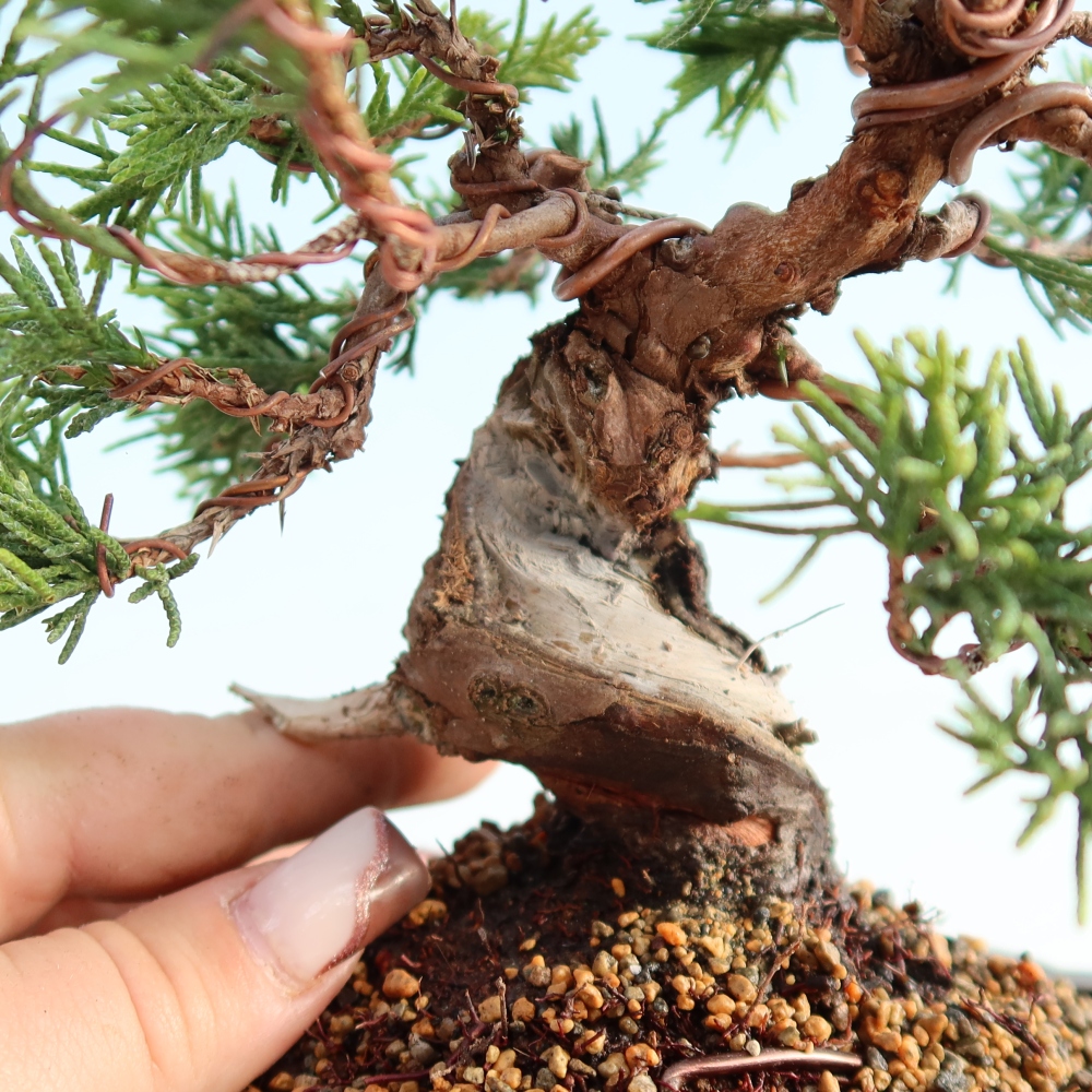 Bonsai für draußen - Juniperus chinensis Itoigawa