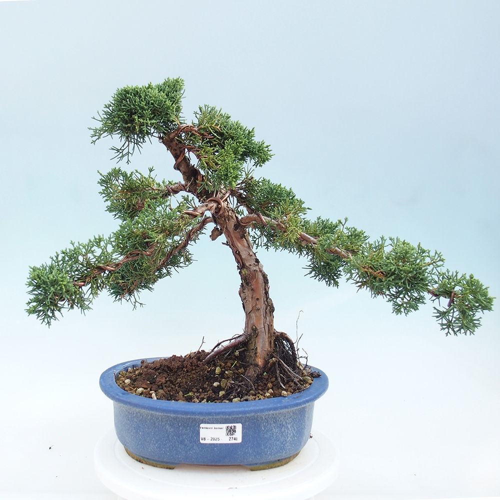 Bonsai für draußen - Juniperus chinensis Kishu
